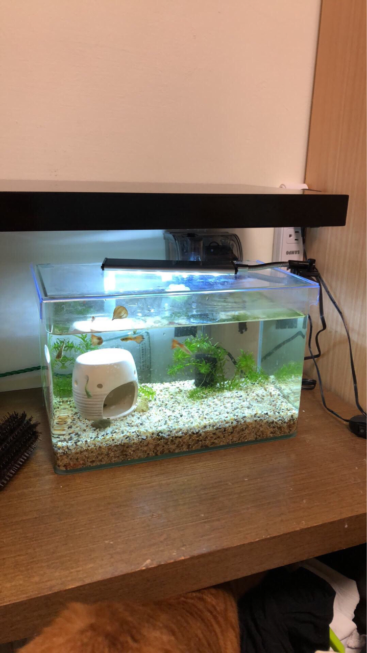 Ac 草影水族营业时间